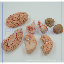 PNT-0611 Großverkauf der Fabrik menschlichen Gehirn anatomische Modelle mit niedrigem Preis